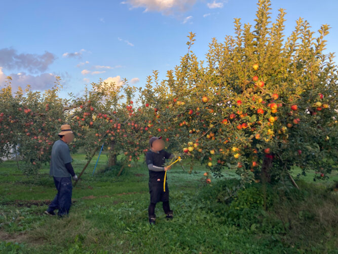 りんごの収穫作業