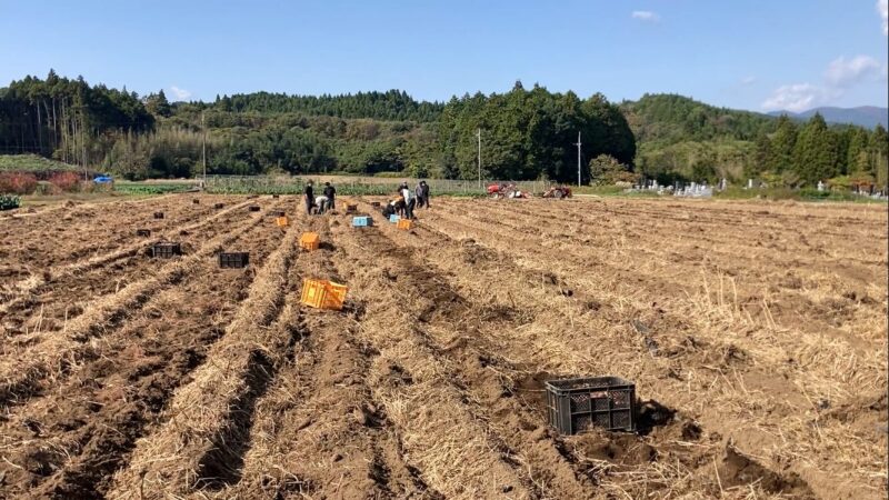さつまいも掘り作業