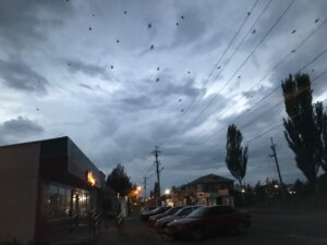 不気味なカラス